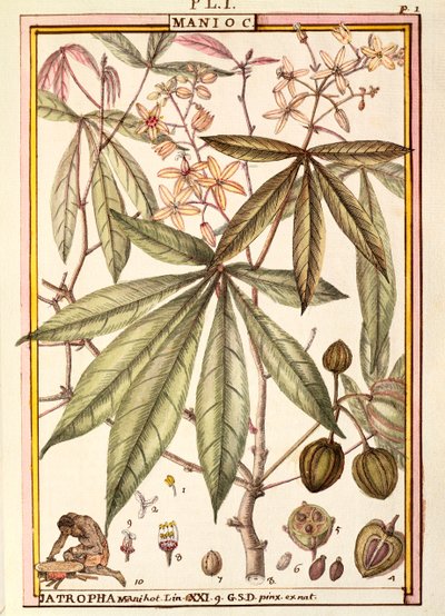Manioc (Jatropha manihot), par Delahaye, aquarelle - Delahaye Delahaye