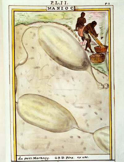 Manioc (Manihot esculenta) - Delahaye Delahaye