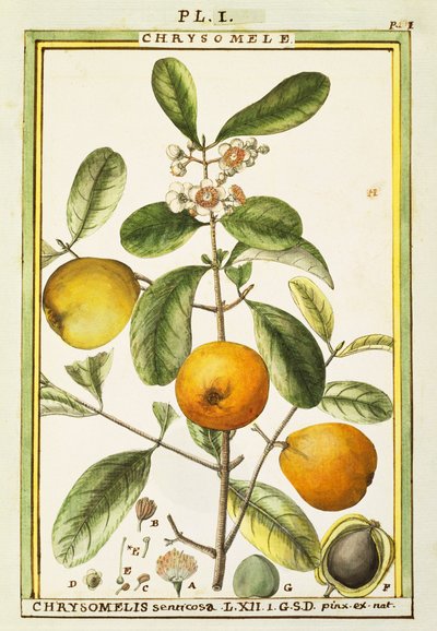 Chrysomèle (Chrysomelis senticosa), aquarelle par Delahaye - Delahaye Delahaye