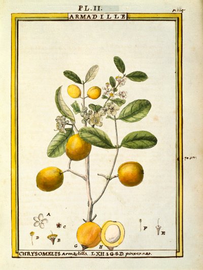Chrysomelis Armadilla, aquarelle par Delahaye - Delahaye Delahaye