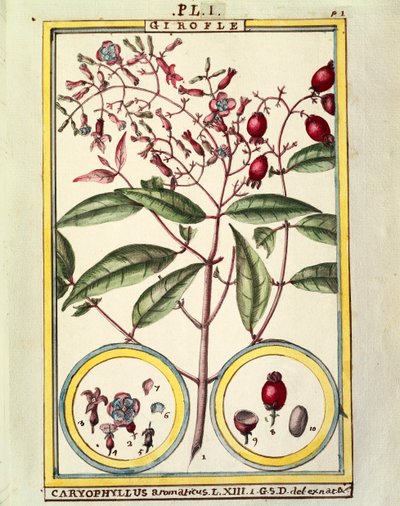 Clou de girofle (Caryophyllus Aromaticus), aquarelle par Delahaye - Delahaye Delahaye