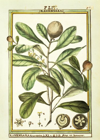 Cryptocarya Aromatica, aquarelle de Delahaye - Delahaye Delahaye