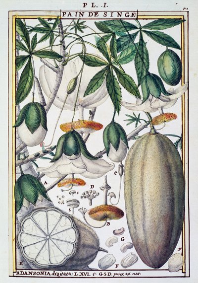 Fruits et fleurs de baobab (Adansonia digitata) par Delahaye, de Florindie ou Histoire physico-économique des Végétaux de la Torride - Delahaye Delahaye