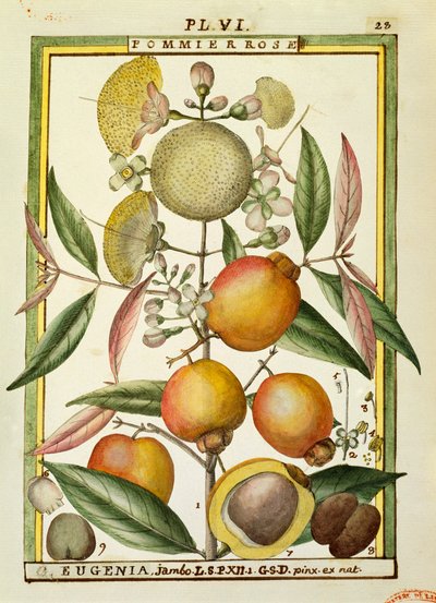 Prune de Malabar ou pomme rose (Eugenia Jambos ou Syzygium Jambos), aquarelle par Delahaye - Delahaye Delahaye