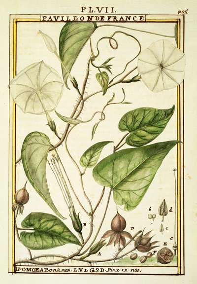 Belle de nuit (Ipomoea Alba), aquarelle de Delahaye - Delahaye Delahaye