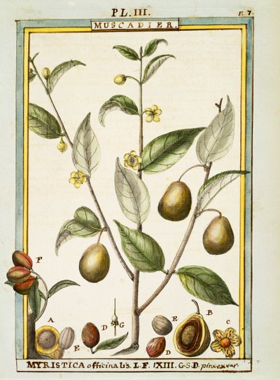 Noix de muscade (Myristica fragrans ou officinalis), aquarelle par Delahaye - Delahaye Delahaye