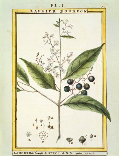 Laurier rouge (Laurus borbonia ou Persea carolinensis), aquarelle par Delahaye - Delahaye Delahaye
