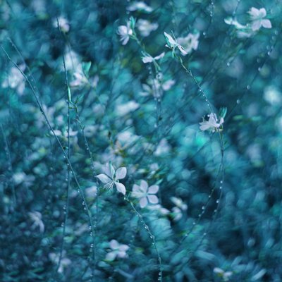 Fleurs de jardin d