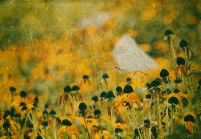  - Delphine Devos