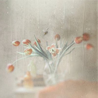 Tulipes sous la pluie - Delphine Devos