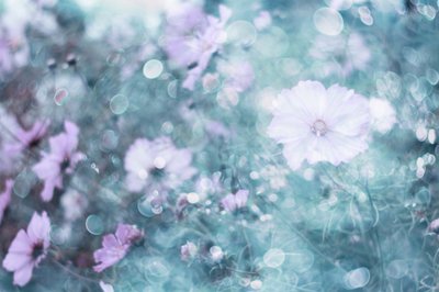 Fleurs de cosmos aux tons pastel délicats - Delphine Devos