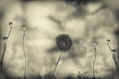  - Desislava Ignatova