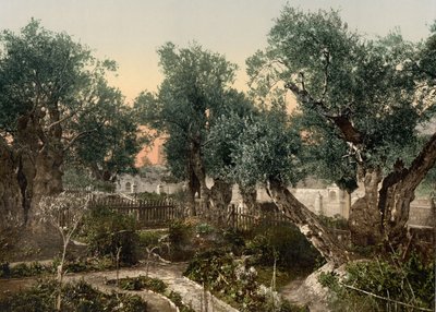 Jardin de Gethsémani, Jérusalem, Terre Sainte, vers 1890-1900 - Detroit Photographic Co.