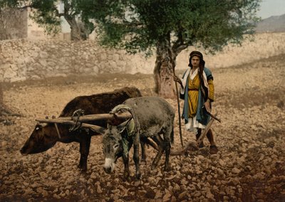Autochtone de Palestine travaillant avec un bœuf et un âne, Terre Sainte, c.1890-c.1900 - Detroit Photographic Co.