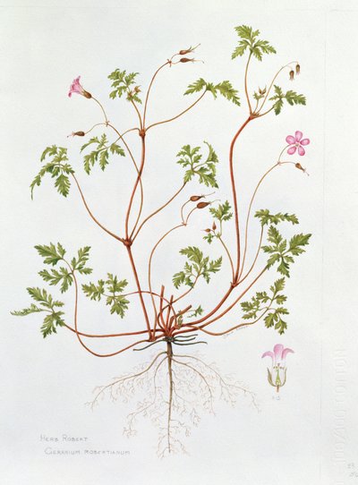 Herbe Robert - Diana Everett