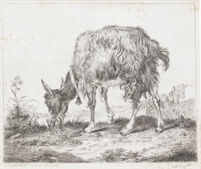 Chèvre broutant avec une cloche - Diederik Jan Singendonck