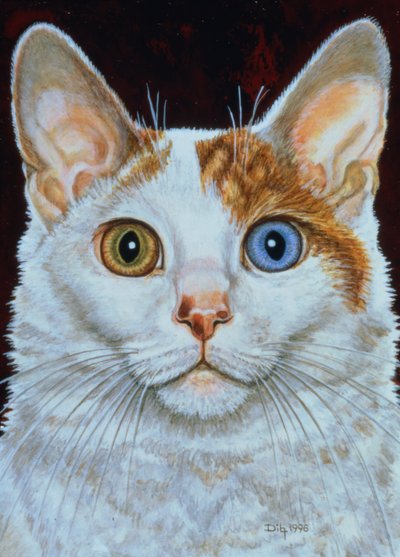 Minette - Ditz