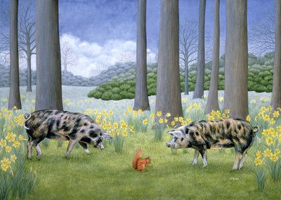 Cochon au milieu - Ditz