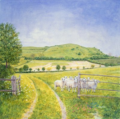 Moutons du Wessex - Ditz