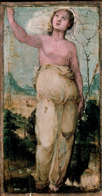 Figure féminine. - Domenico Beccafumi