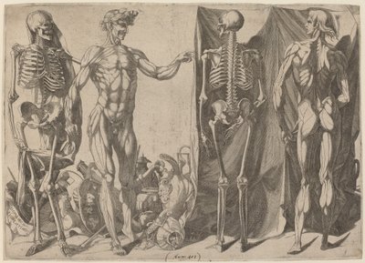 Squelettes et Écorchés, c. 1540-1545 - Domenico del Barbiere