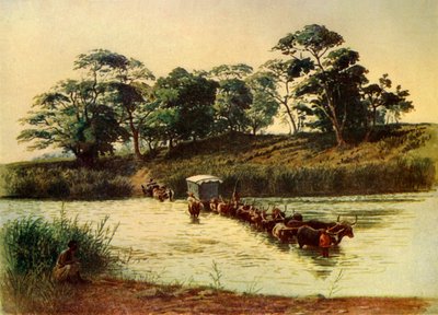 Chariot de bœufs traversant une dérive sur la rivière Umbelois-Swaziland, 1902 - Donald McCracken