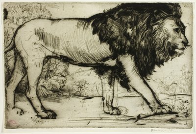 Un lion - Donald Shaw MacLaughlan