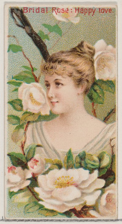 Rose nuptiale : Amour heureux, de la série Beautés florales et langage des fleurs N75 - Donaldson Brothers