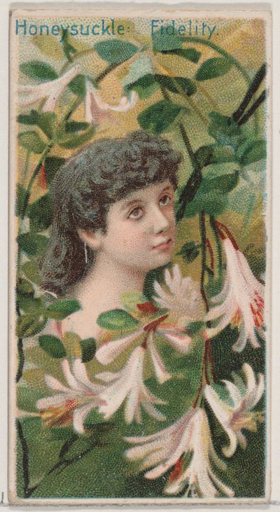 Chèvrefeuille: Fidélité, de la série Beautés florales et langage des fleurs N75, 1892 - Donaldson Brothers