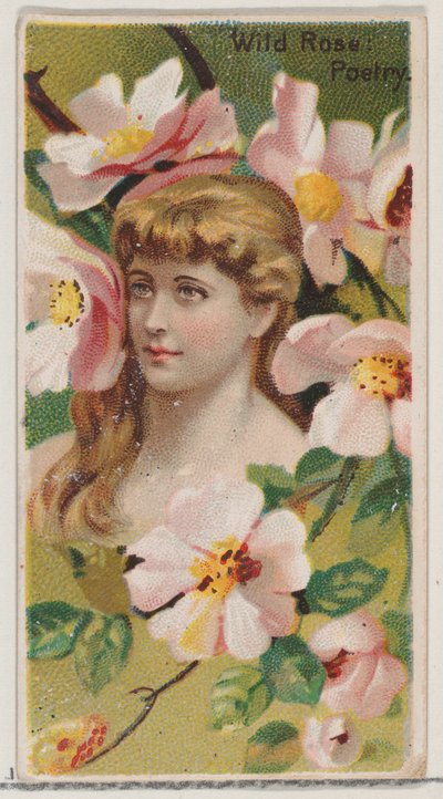 Rose Sauvage : Poésie, de la série Beautés Florales et Langage des Fleurs N75 pour Duke, 1892 - Donaldson Brothers