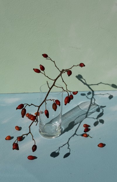 Nature morte aux cynorrhodons - Donatella Basso