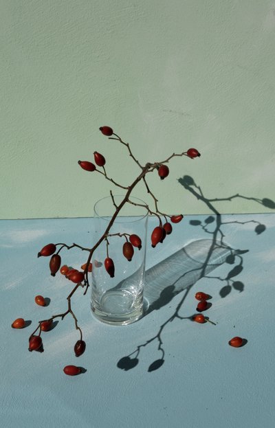 Cynorrhodons et ombres - Donatella Basso