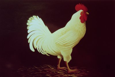 Coq - Dory Coffee