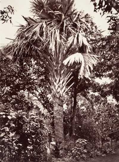 Grand Latanier - Désiré Charnay
