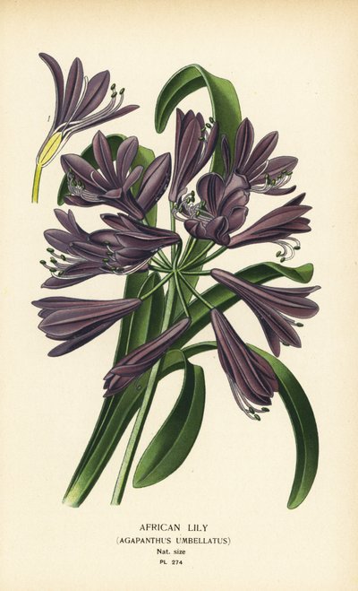 Lys africain, Agapanthus africanus - Désiré Georges Jean Marie Bois