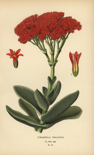 Plante avion, Crassula perfoliata var. falcata - Désiré Georges Jean Marie Bois