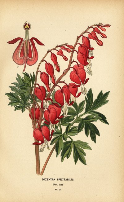 Cœur saignant asiatique, Lamprocapnos spectabilis. - Désiré Georges Jean Marie Bois