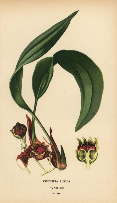 Aspidistra lurida. Chromolithographie d