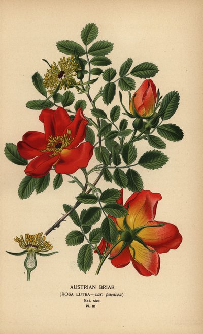 Rose d