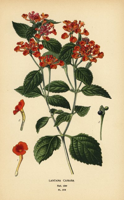 Lantana camara. Chromolithographie d