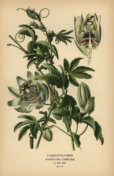 Passiflore bleue, Passiflora caerulea - Désiré Georges Jean Marie Bois
