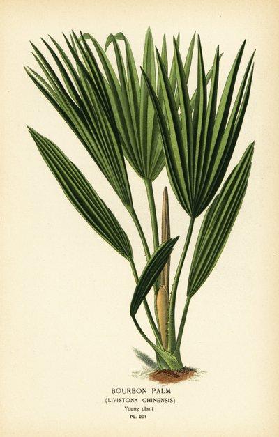 Palmier de Bourbon ou palmier éventail chinois, Livistona chinensis - Désiré Georges Jean Marie Bois
