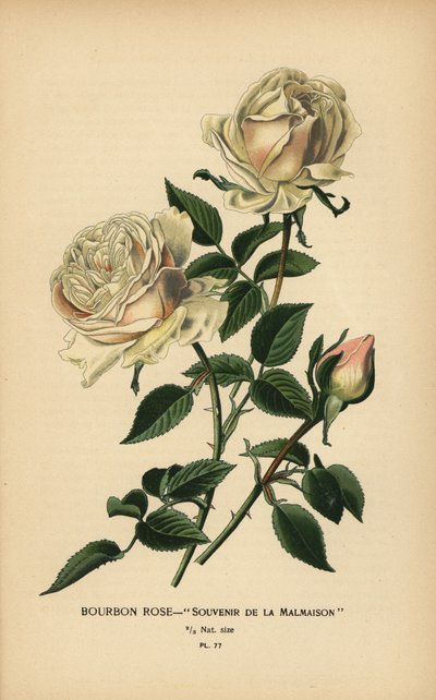 Rose Bourbon, Souvenir de la Malmaison - Désiré Georges Jean Marie Bois