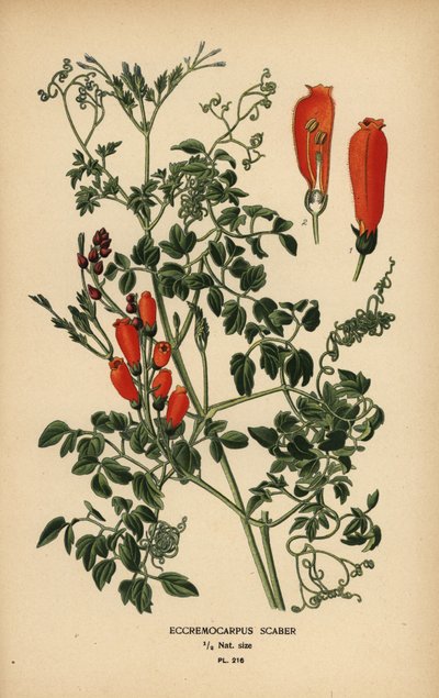 Fleur de gloire chilienne, Eccremocarpus scaber - Désiré Georges Jean Marie Bois
