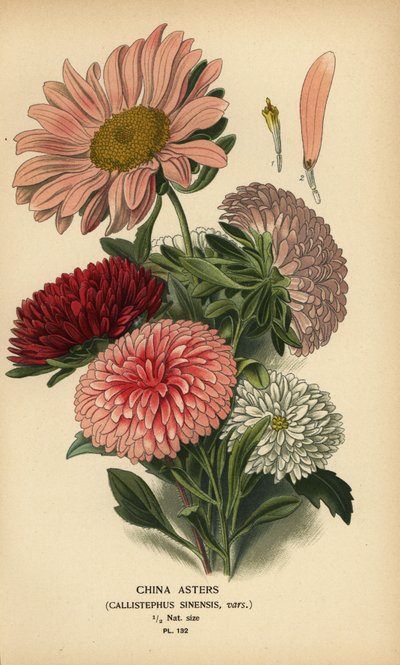 Variétés d