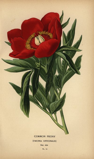 Pivoine commune, Paeonia officinalis - Désiré Georges Jean Marie Bois