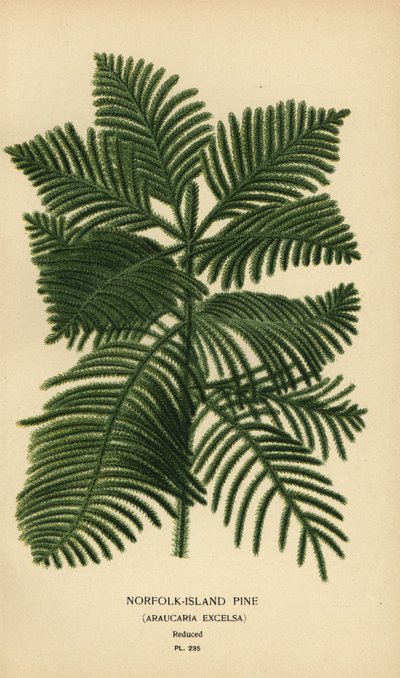 Pin de Cook, Araucaria columnaris. (Pin de l