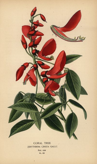 Arbre de corail, Erythrina crista-galli - Désiré Georges Jean Marie Bois
