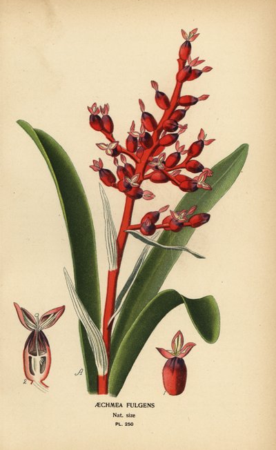 Baie de corail, Aechmea fulgens - Désiré Georges Jean Marie Bois