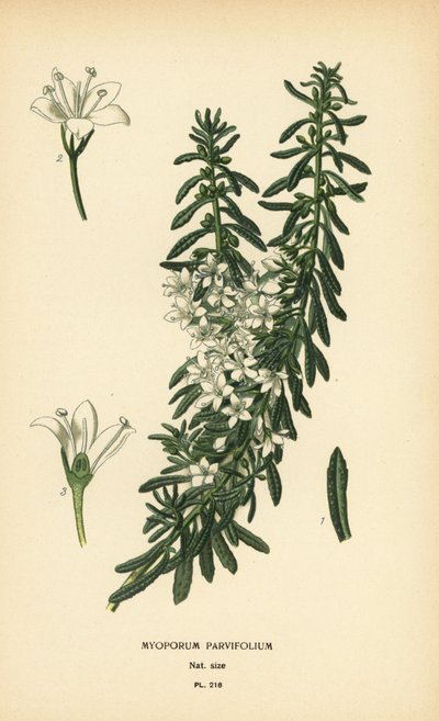 Boobialla rampant, Myoporum parvifolium. Chromolithographie d